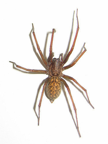 Hobo Spider Identification I Middleton Spider Control - Get Lost Pest ...