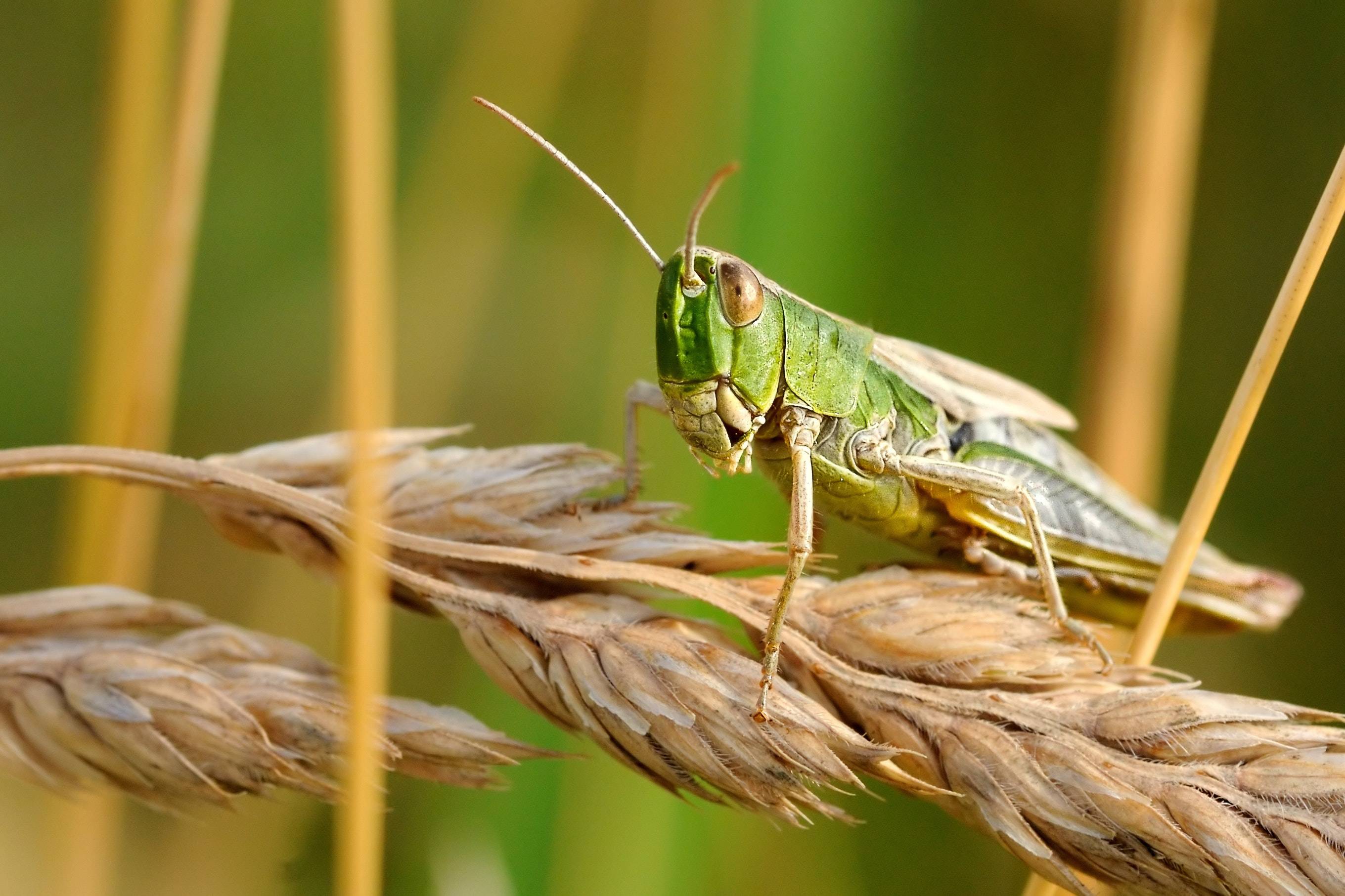 Making Grasshopper Bait, Photograph