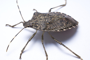 Stink bugs, Stink bug, Stink bug facts, Stink bug behaviors